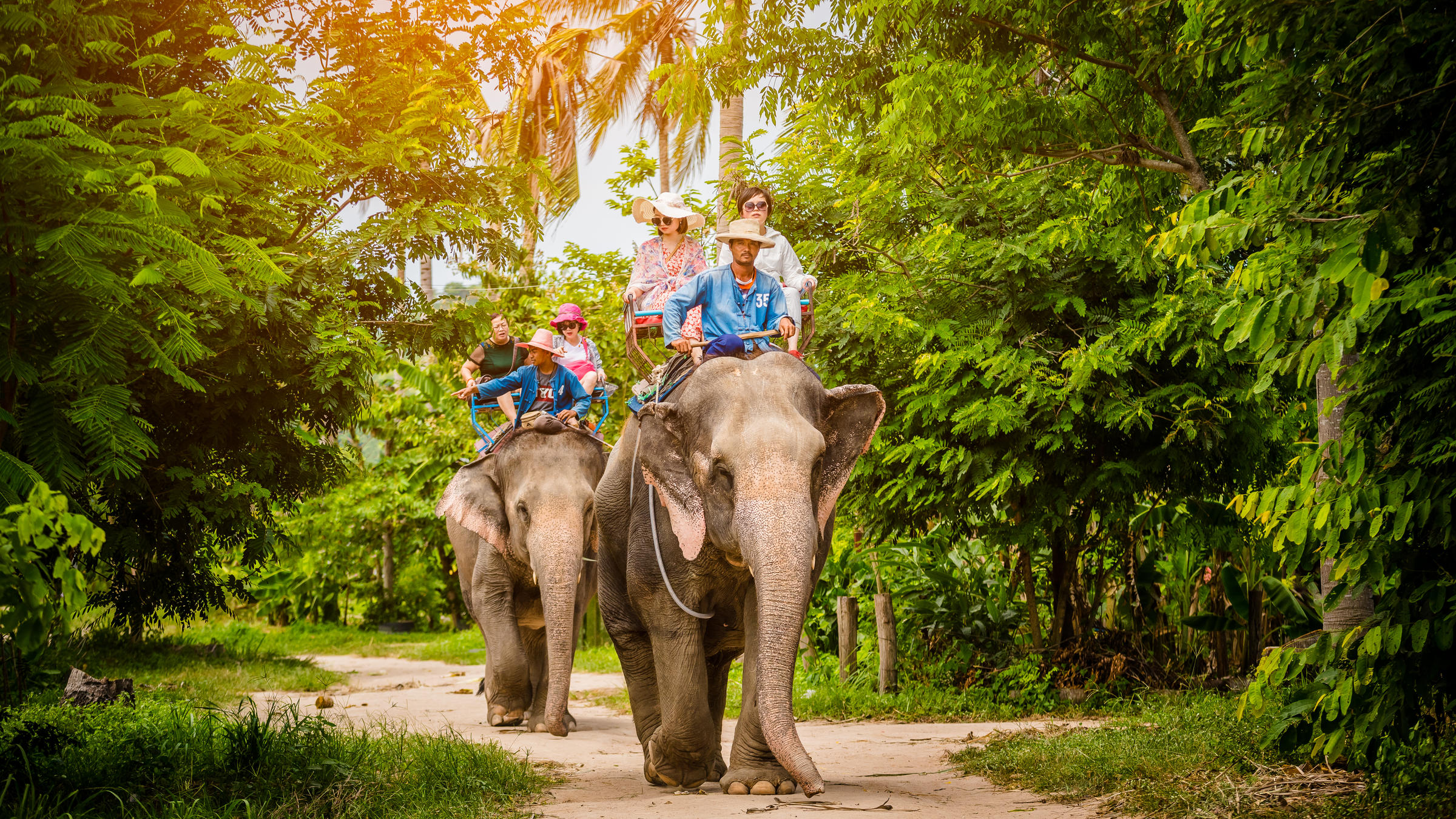 Thing To Do In Pattaya Elephant Village | BDATrip