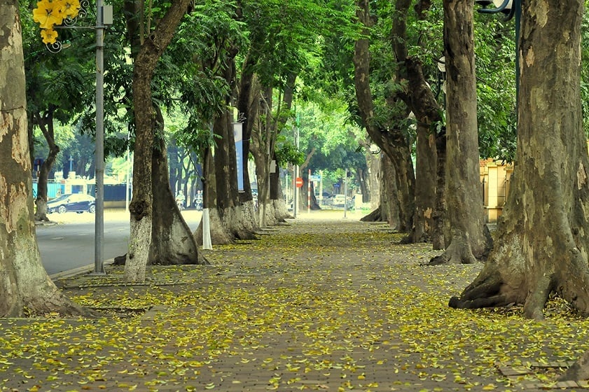 Phan Dinh Phung Street - A Must-visit Check-in Spot In The Capital ...